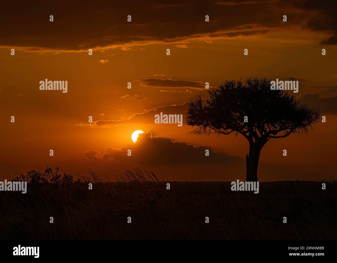 Maasai Mara, Kenya Silhouette au coucher du soleil, Afrique Banque D'Images