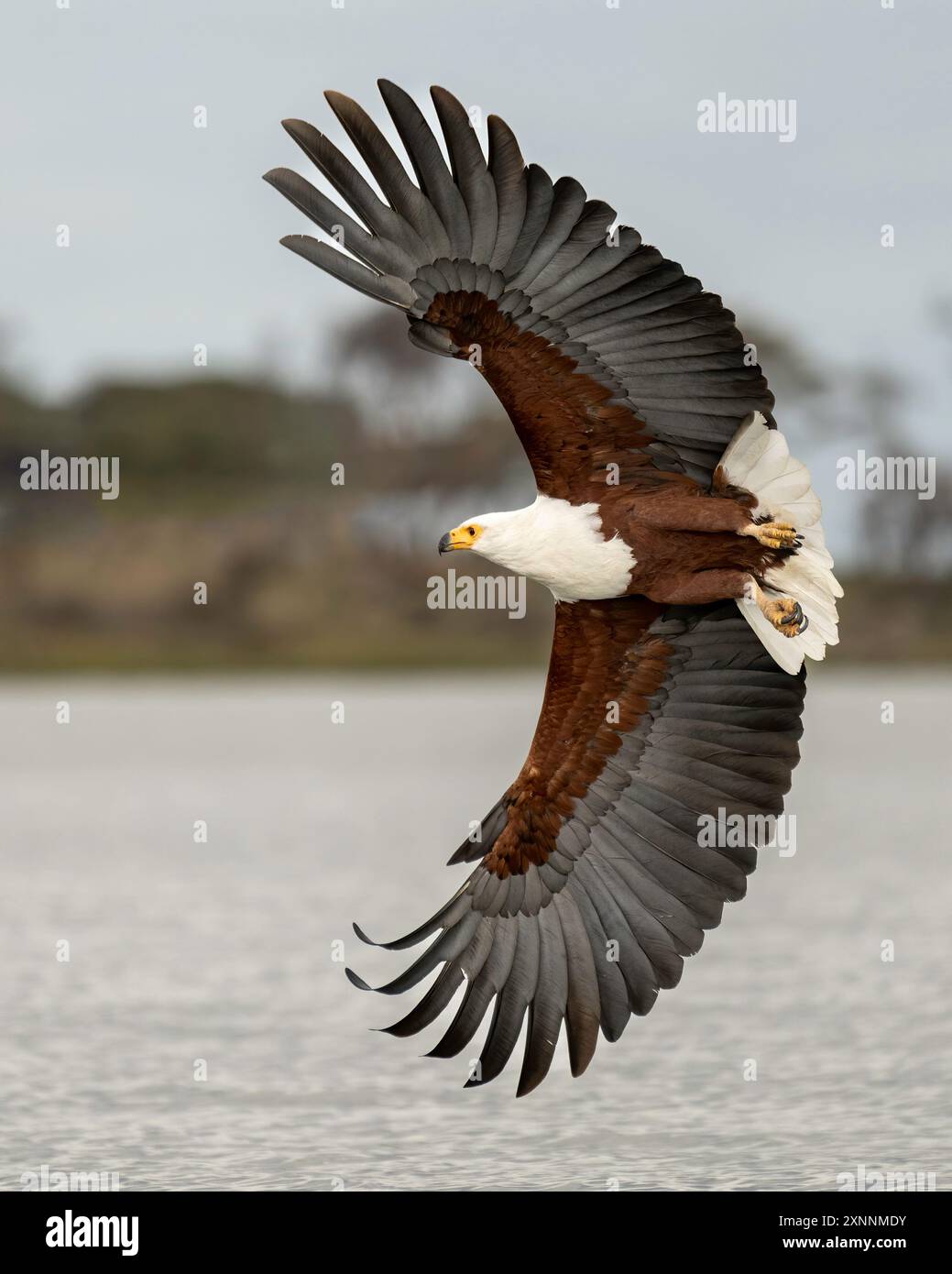 L'aigle-poisson d'Afrique (Haliaeetus vocifer), ou aigle de mer d'Afrique, est une grande espèce d'aigle que l'on trouve dans toute l'Afrique subsaharienne Banque D'Images