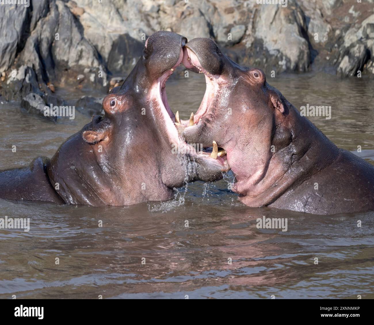 L'hippopotame, également qualifié d'hippopotame commun, hippopotame du Nil, ou hippopotame de rivière, effectue un rituel d'accouplement Banque D'Images