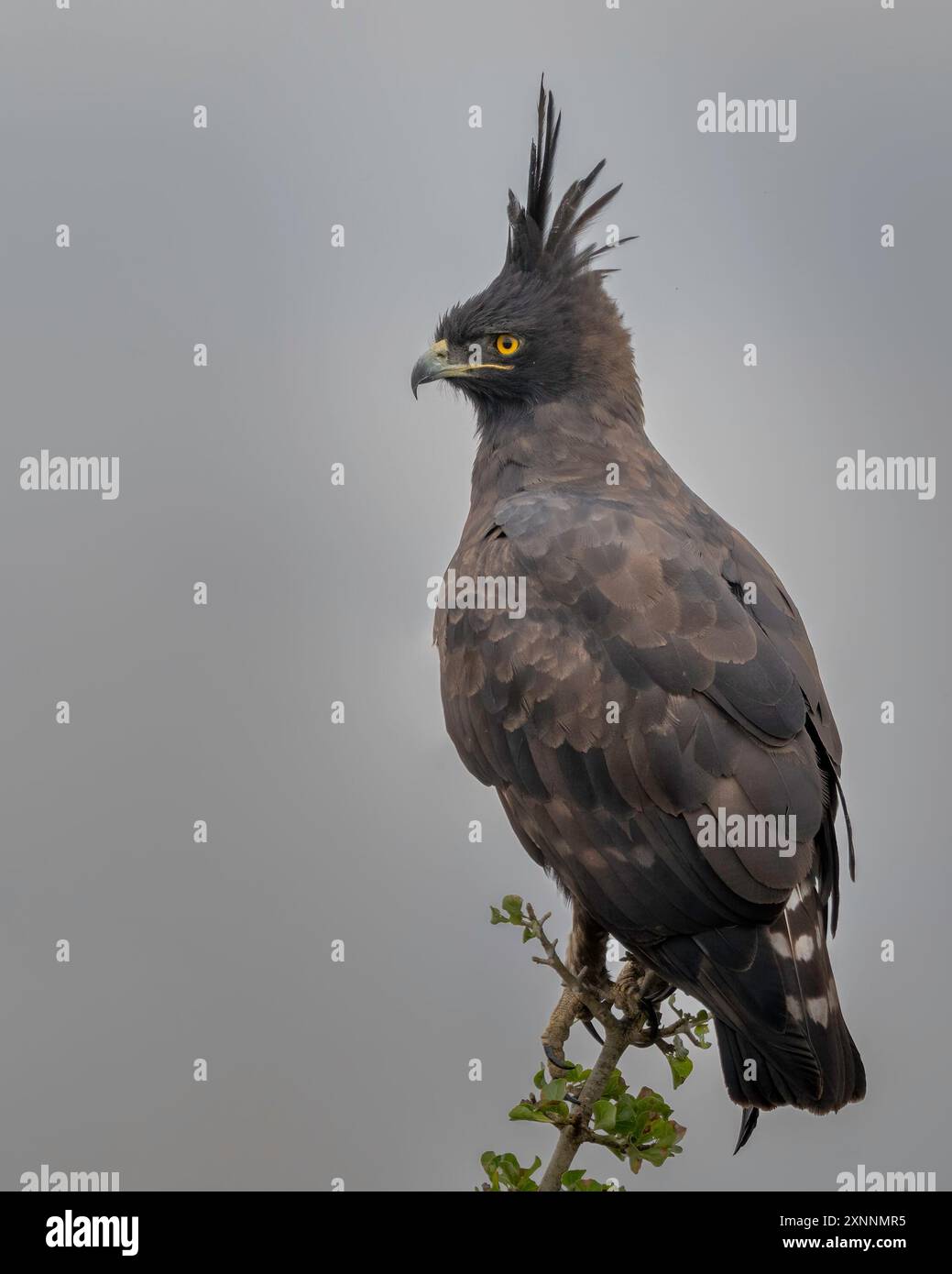 L'aigle à crête longue (Lophaetus occipitalis), est un oiseau de proie africain caractérisé par sa crête de plumes Banque D'Images