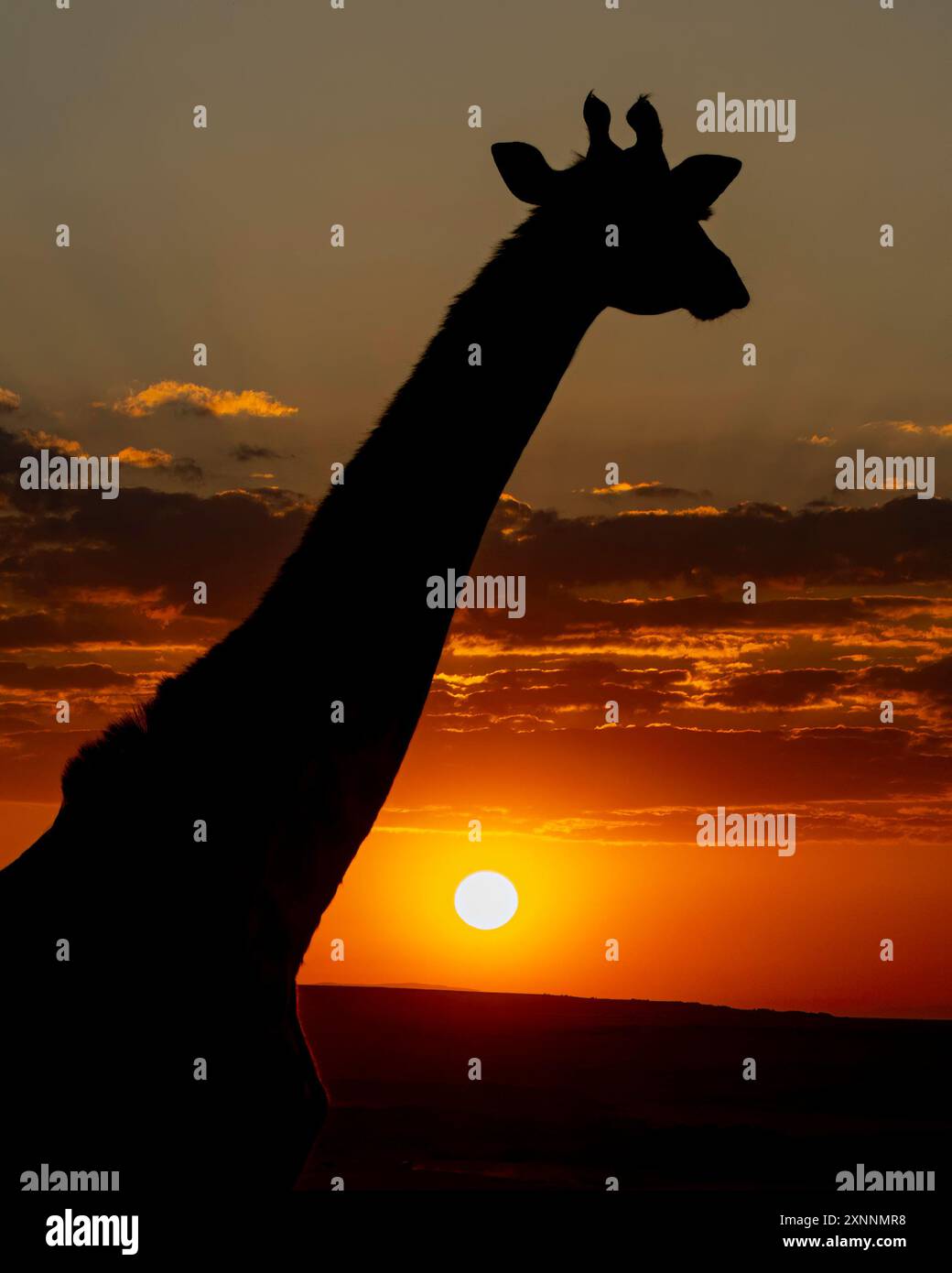 La silhouette de girafe Masai, lever de soleil sur Maasai Mara (Giraffa tippelskirchi), également orthographiée girafe Masai également appelée girafe Kilimandjaro Banque D'Images
