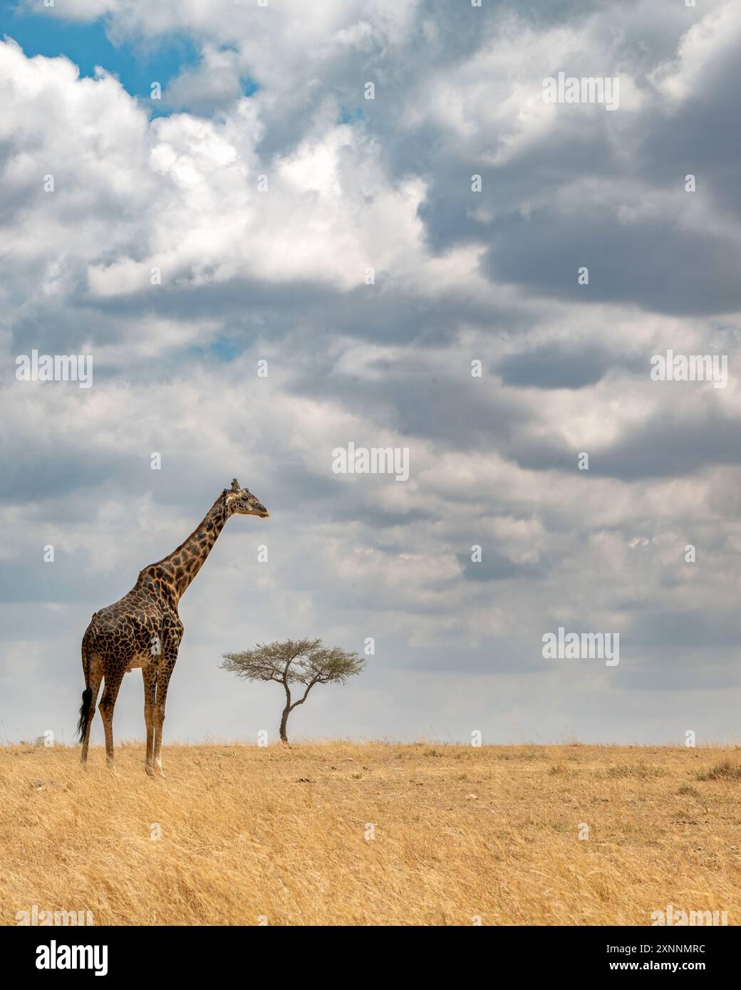 La girafe Masai sur savana avec des arbres et des nuages (Giraffa tippelskirchi), également orthographiée girafe Masai, et parfois appelée girafe Kilimandjaro Banque D'Images