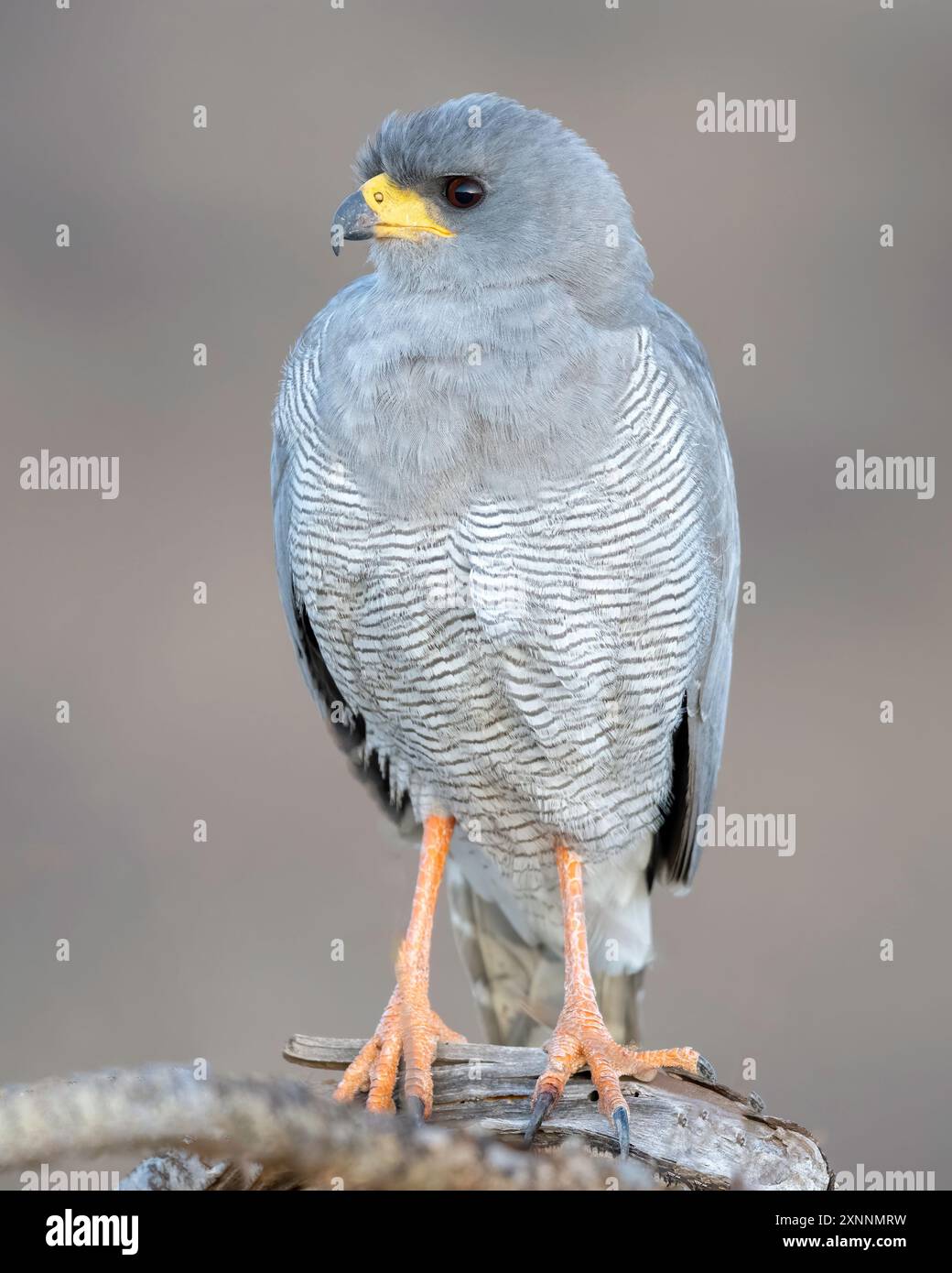 Le Goshawk à chant pâle (Melierax canorus) est un oiseau de proie de la famille des Accipitridae. Ce faucon se reproduit en Afrique australe Banque D'Images