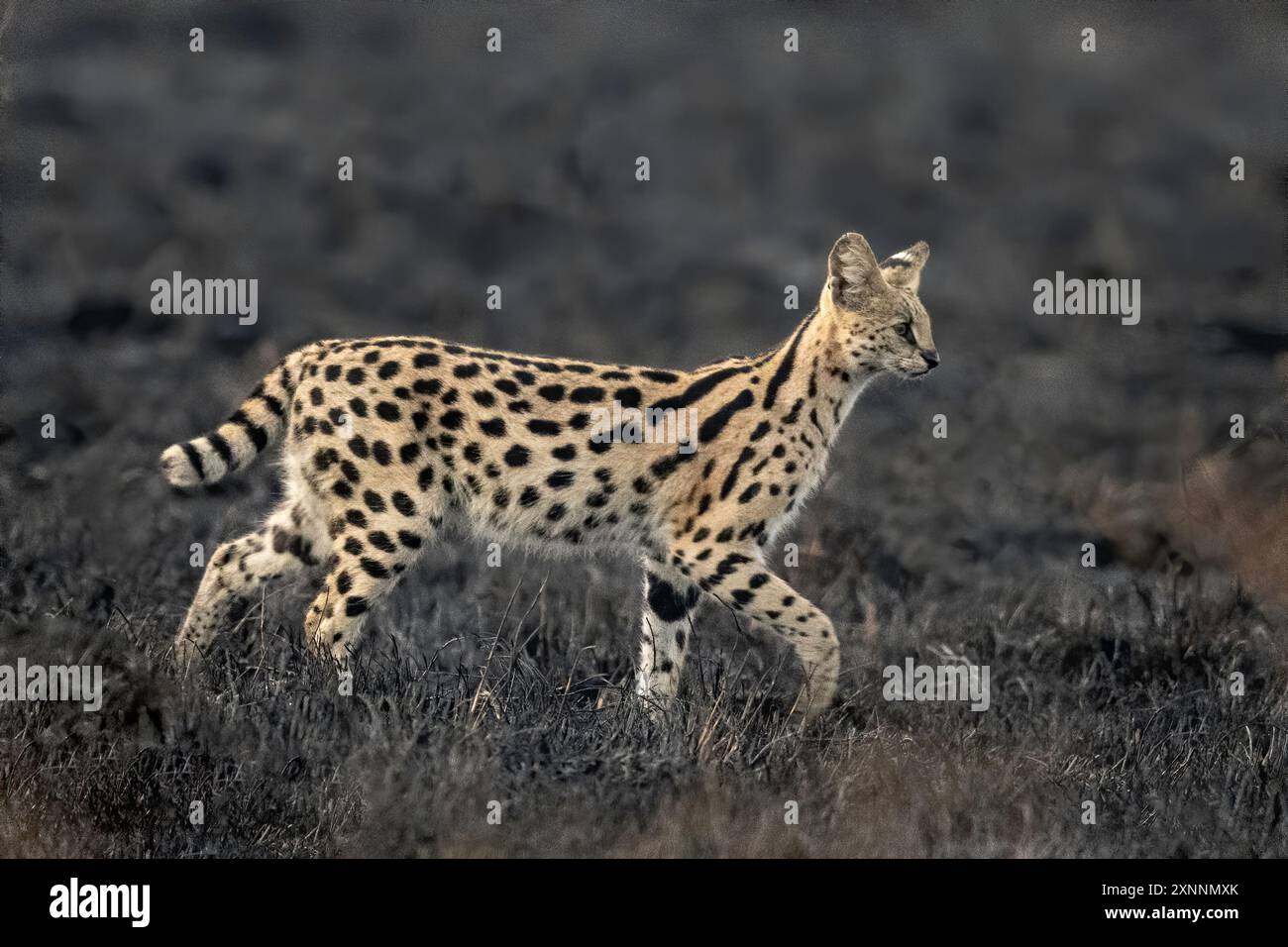 Le serval (Leptailurus serval) est un chat sauvage originaire d'Afrique. Elle est répandue dans les pays subsahariens, à l'exception des régions forestières tropicales Banque D'Images