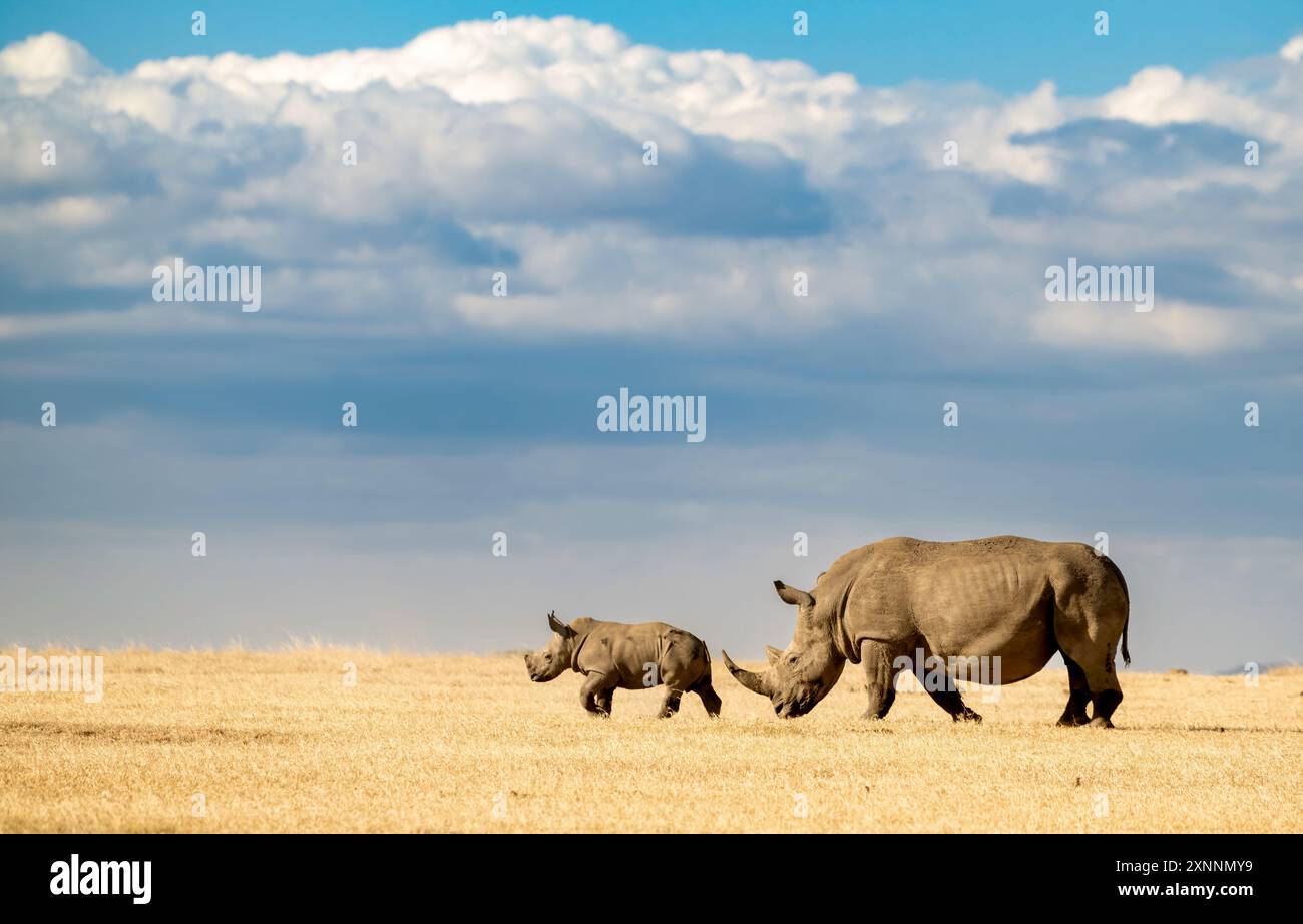 Le rhinocéros blanc avec bébé, le rhinocéros blanc ou le rhinocéros à lèvres carrées à OL Pejeta Conservancy, Kenya, Afrique Banque D'Images