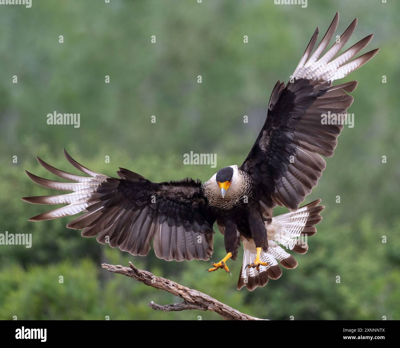 Créé Caracara (Caracara plancus) débarquement avec des ailes déployées, sud du Texas Banque D'Images