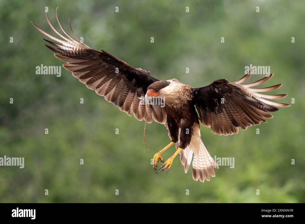 Créé Caracara (Caracara plancus) débarquement avec des ailes déployées, sud du Texas Banque D'Images