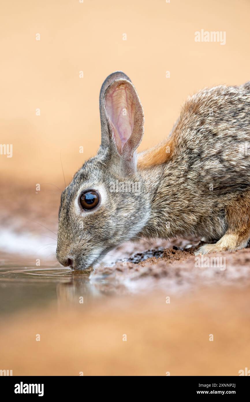 Desert Cottontail ou Audubon's Cottontail (Sylvilagus audubonii) au trou d'eau. Contrairement au lapin européen, ils ne forment pas de systèmes de terrier social Banque D'Images