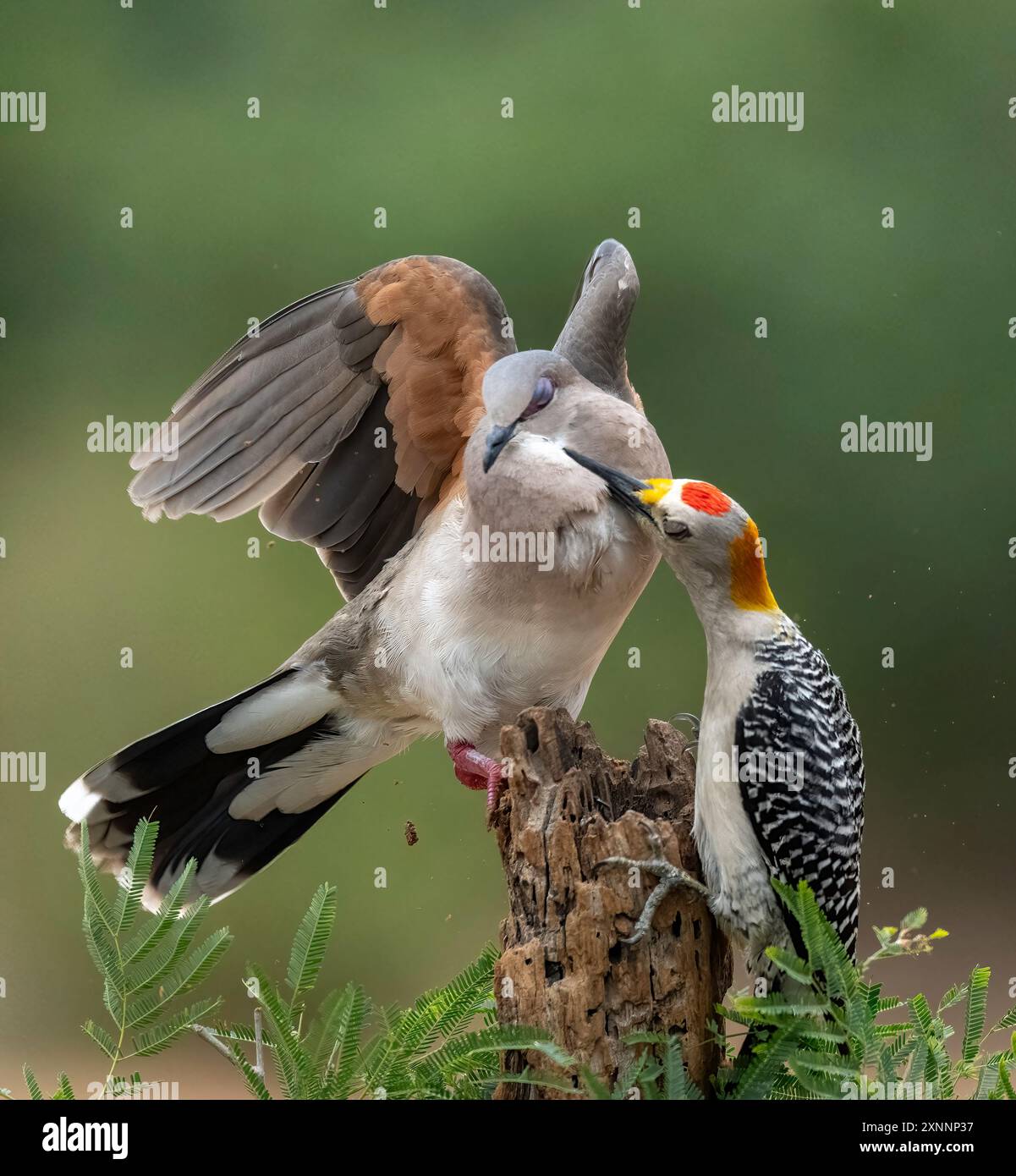 Pic doré (Melanerpes aurifrons) interagissant avec la colombe à pointe blanche (Leptotila verreauxi) Banque D'Images