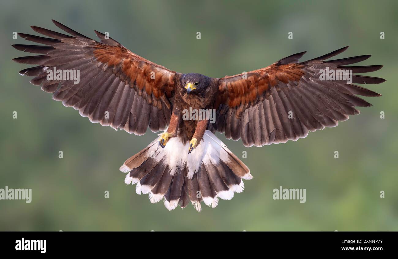 Harris's Hawk (Parabuteo unicinctus) débarquant, anciennement connu sous le nom de faucon à ailes de baie, faucon sombre, et parfois faucon loup, Banque D'Images