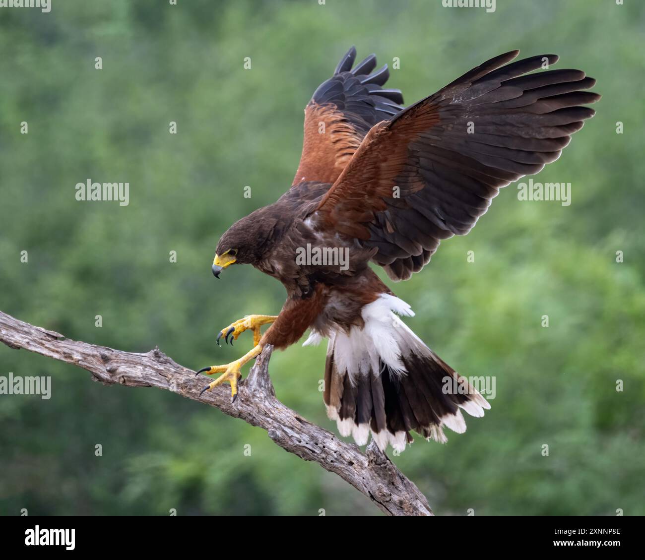 Harris's Hawk (Parabuteo unicinctus) débarquant, anciennement connu sous le nom de faucon à ailes de baie, faucon sombre, et parfois faucon loup, Banque D'Images