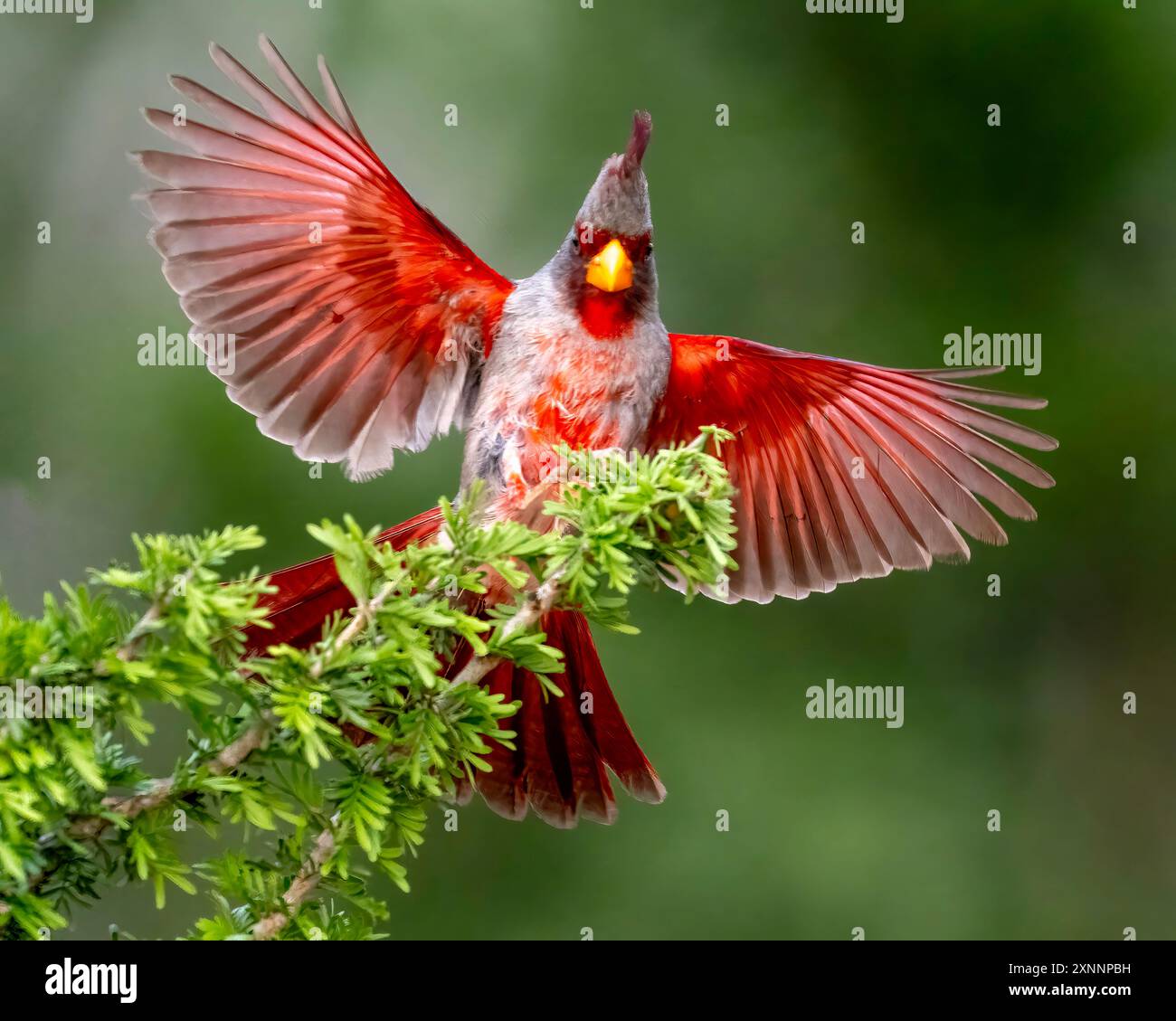 Pyrrhuloxia (Cardinalis sinuatus), ou cardinal du désert, est un oiseau chanteur nord-américain de taille moyenne trouvé dans le sud-ouest américain et le nord du Mexique. Banque D'Images