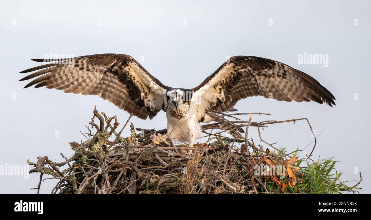 Faucon Osprey ou faucon de poisson (Pandion haliaetvus) en vol amenant des poissons au nid avec des poussins, Californie du Nord, Amérique du Nord Banque D'Images