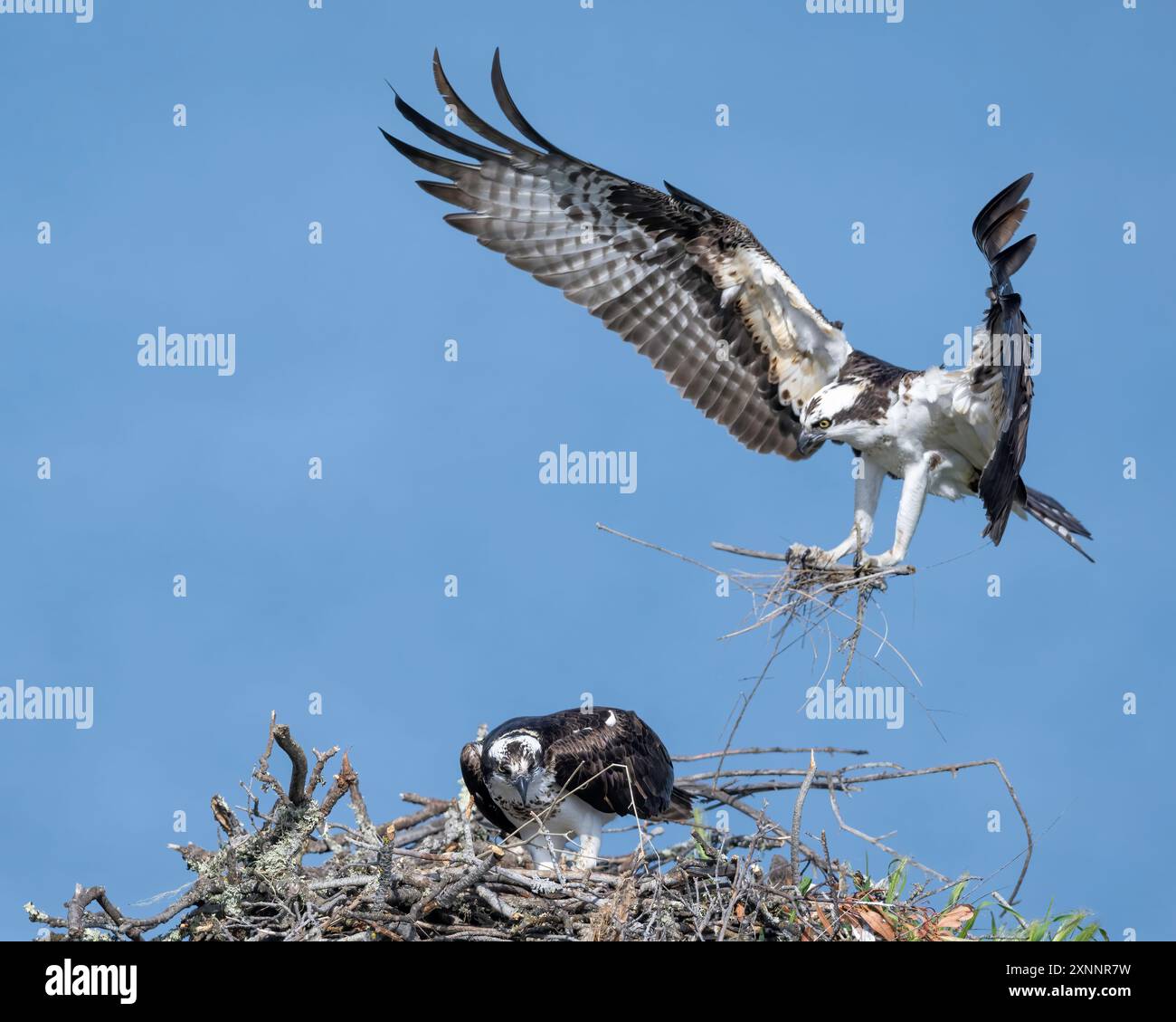Faucon Osprey ou faucon de poisson (Pandion haliaetvus) en vol amenant des poissons au nid avec des poussins, Californie du Nord, Amérique du Nord Banque D'Images