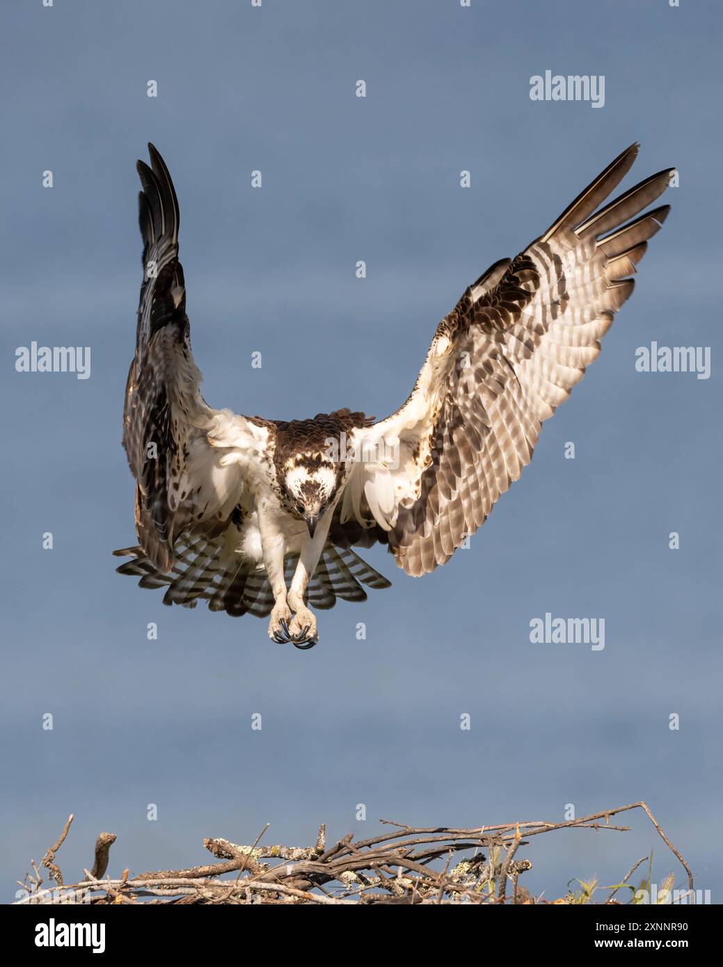 Faucon Osprey ou faucon de poisson (Pandion haliaetvus) en vol amenant des poissons au nid avec des poussins, Californie du Nord, Amérique du Nord Banque D'Images