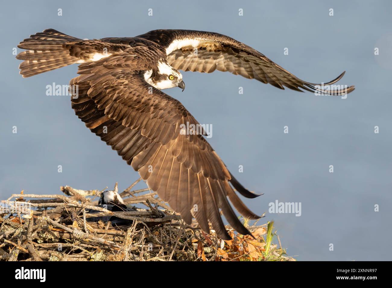 Faucon Osprey ou faucon de poisson (Pandion haliaetvus) en vol amenant des poissons au nid avec des poussins, Californie du Nord, Amérique du Nord Banque D'Images