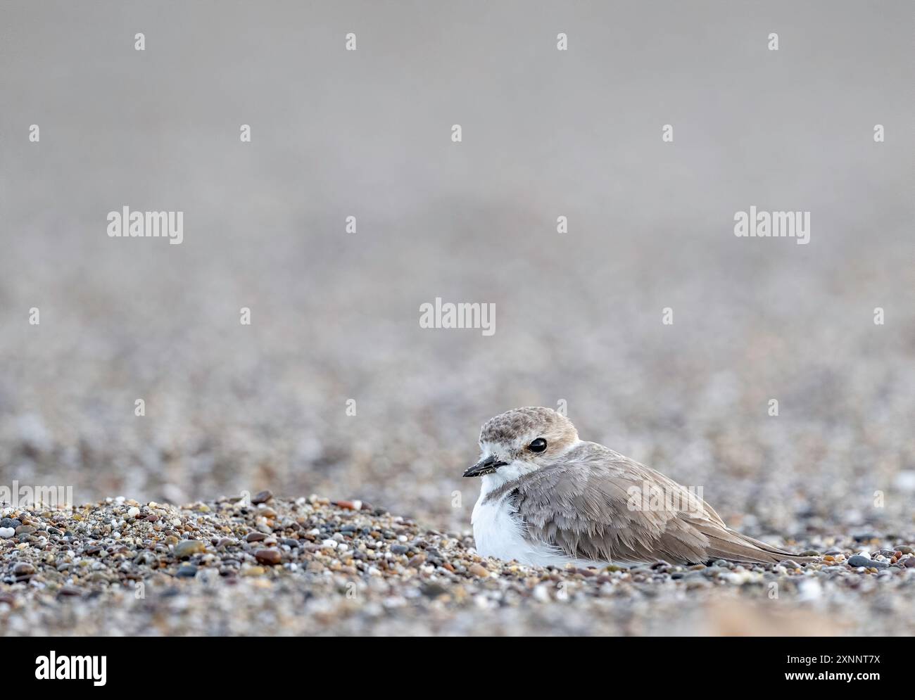Pluvier neigeux (Charadrius nivosus), point Reyes, National Seashore, Californie du Nord Banque D'Images