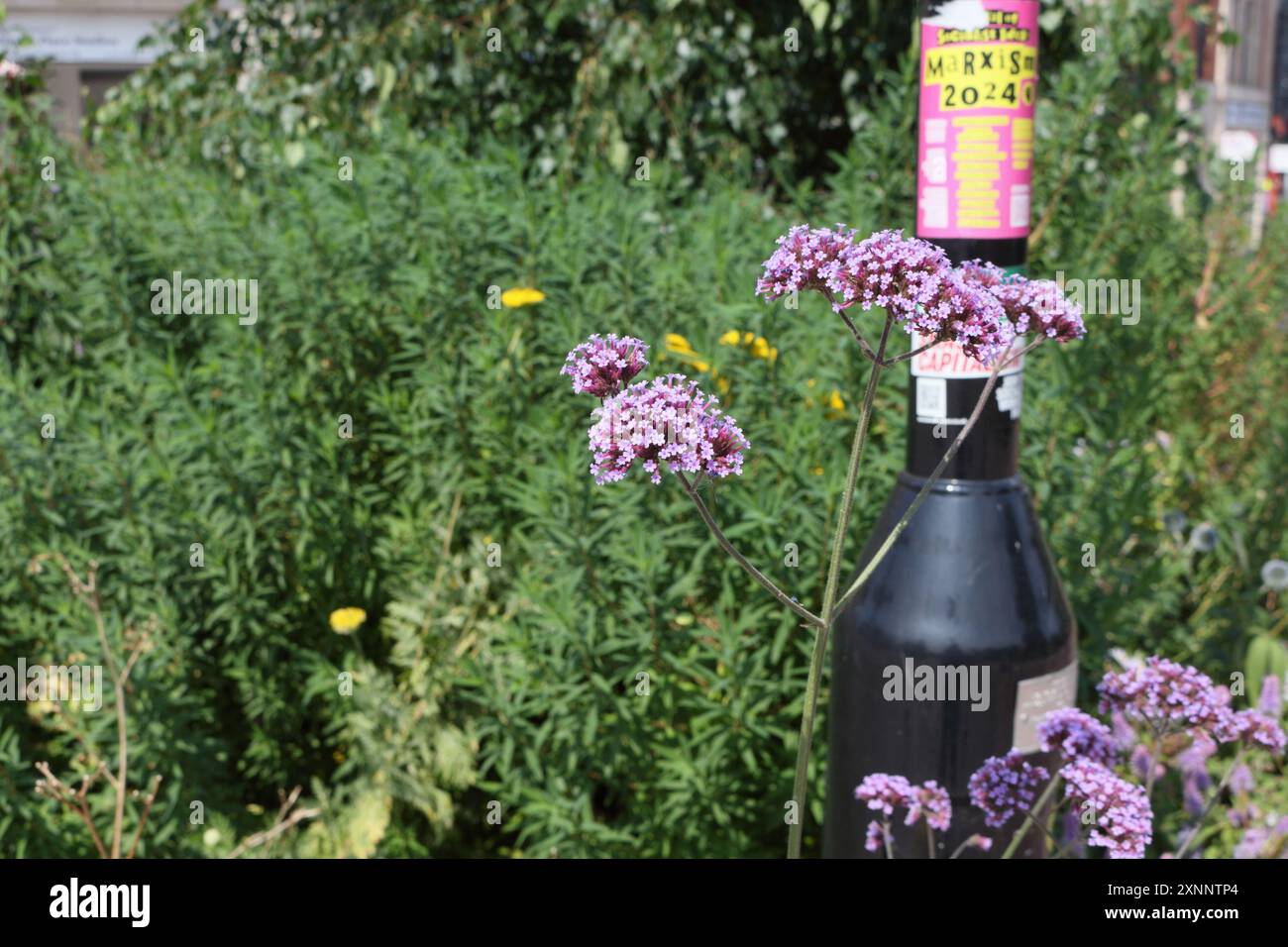 Purpletop Vervain Verbena bonariensis L. gris à vert Parc dans Castlegate Sheffield centre-ville Angleterre Royaume-Uni, centre-ville des plantes de biodiversité urbaine Banque D'Images
