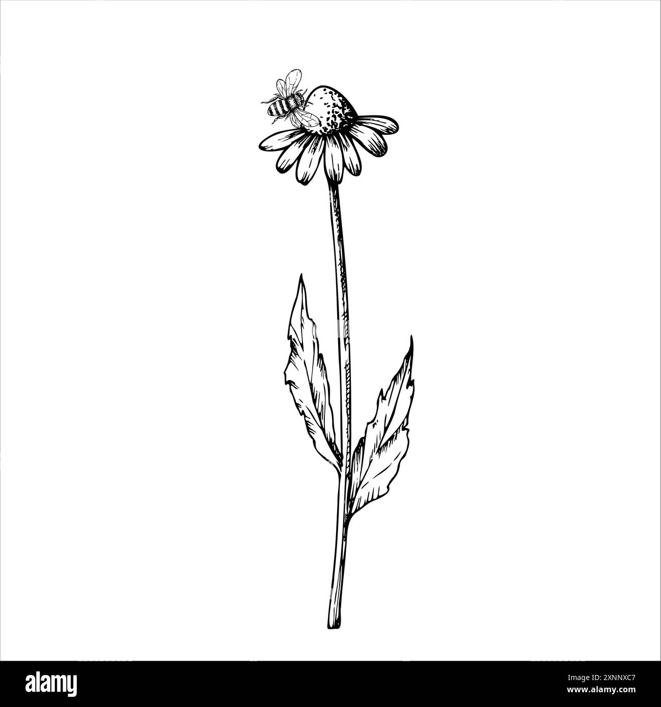 Vecteur bourdon sur camomille. Fleurs linéaires peintes à la main. Marguerite graphique isolé sur fond. Illustration botanique et de mariage. Pour les designers, je Illustration de Vecteur