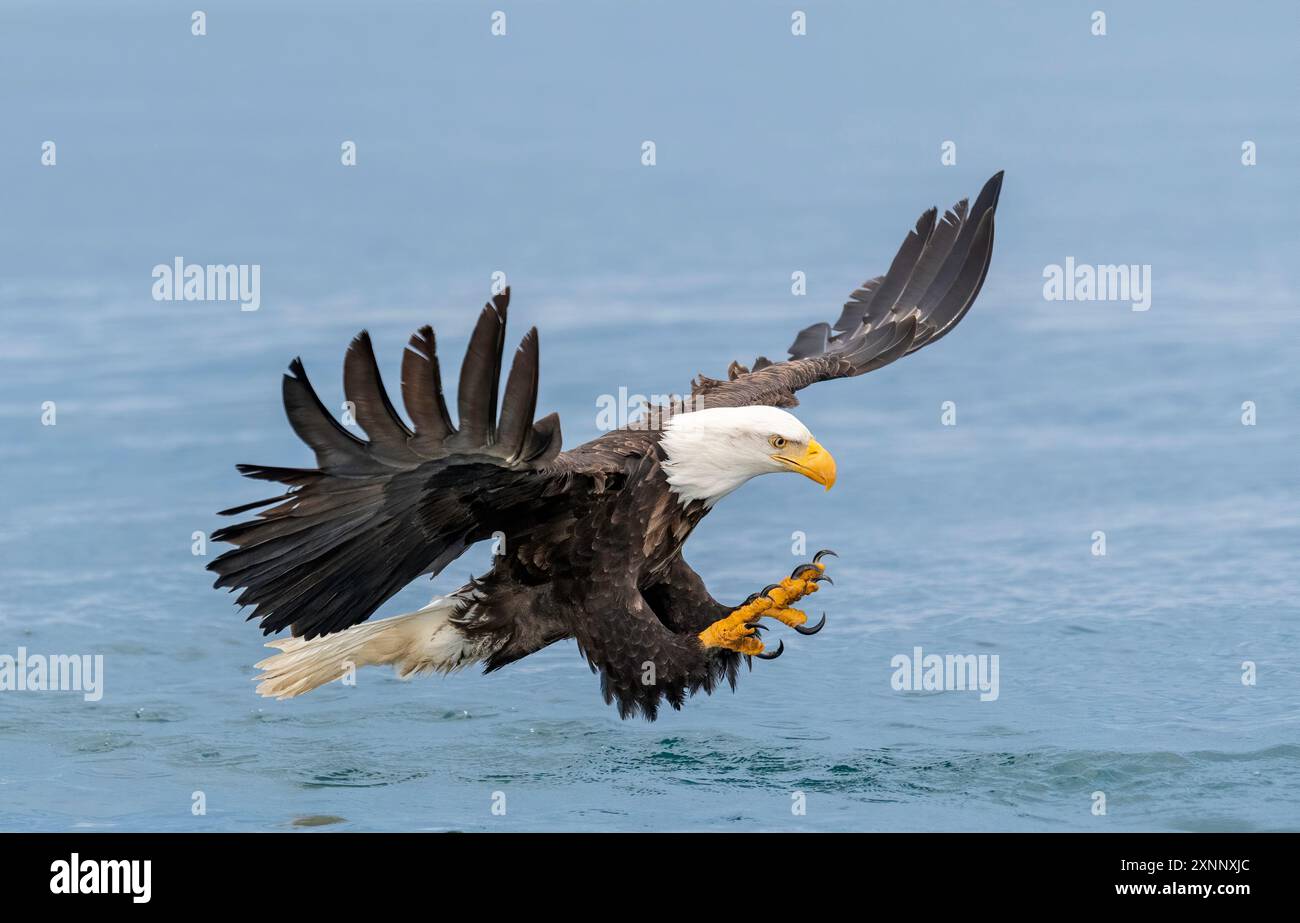 Aigle à tête blanche (Hiliaeetus leucocephalus), Homère Alaska Banque D'Images