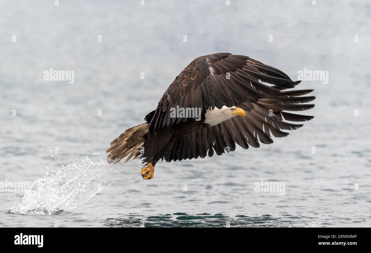 Aigle à tête blanche (Hiliaeetus leucocephalus), Homère Alaska Banque D'Images