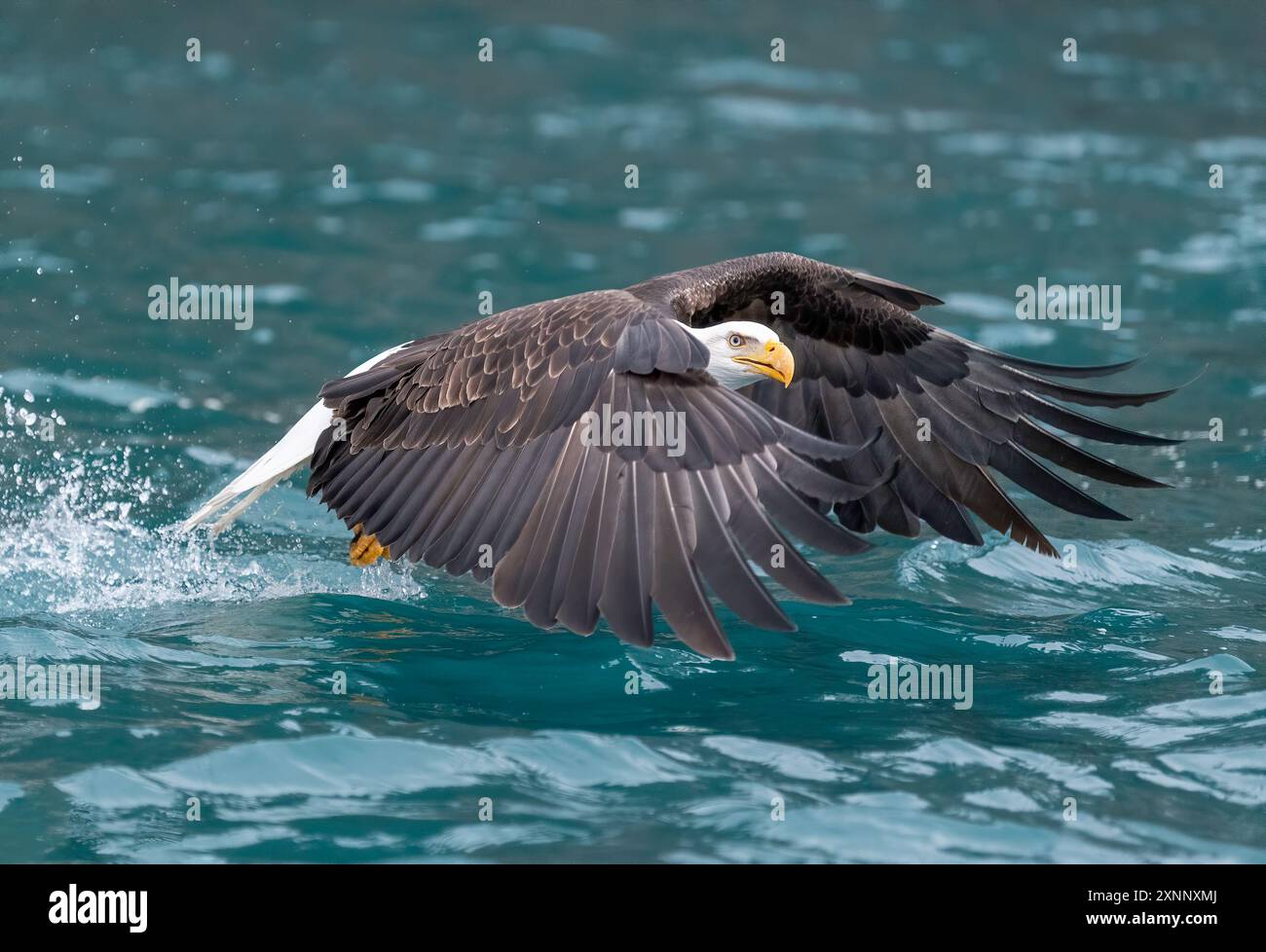 Aigle à tête blanche (Hiliaeetus leucocephalus), Homère Alaska Banque D'Images