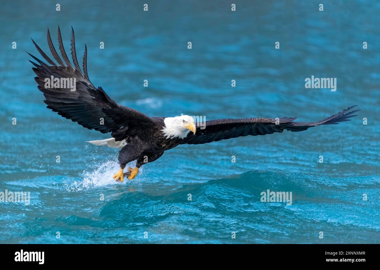 Aigle à tête blanche (Hiliaeetus leucocephalus), Homère Alaska Banque D'Images