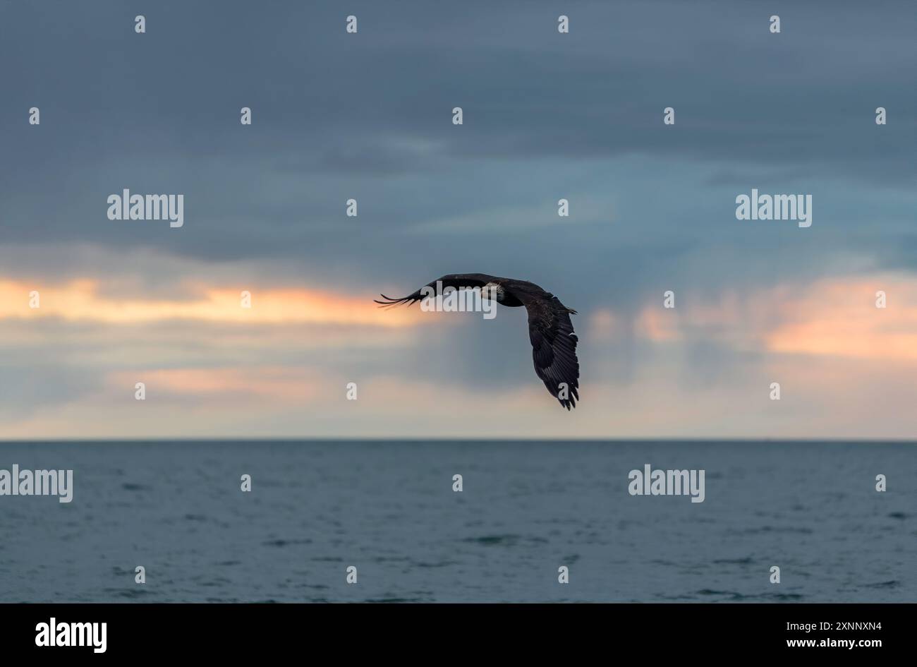 Aigle à tête blanche (Hiliaeetus leucocephalus), Homère Alaska Banque D'Images