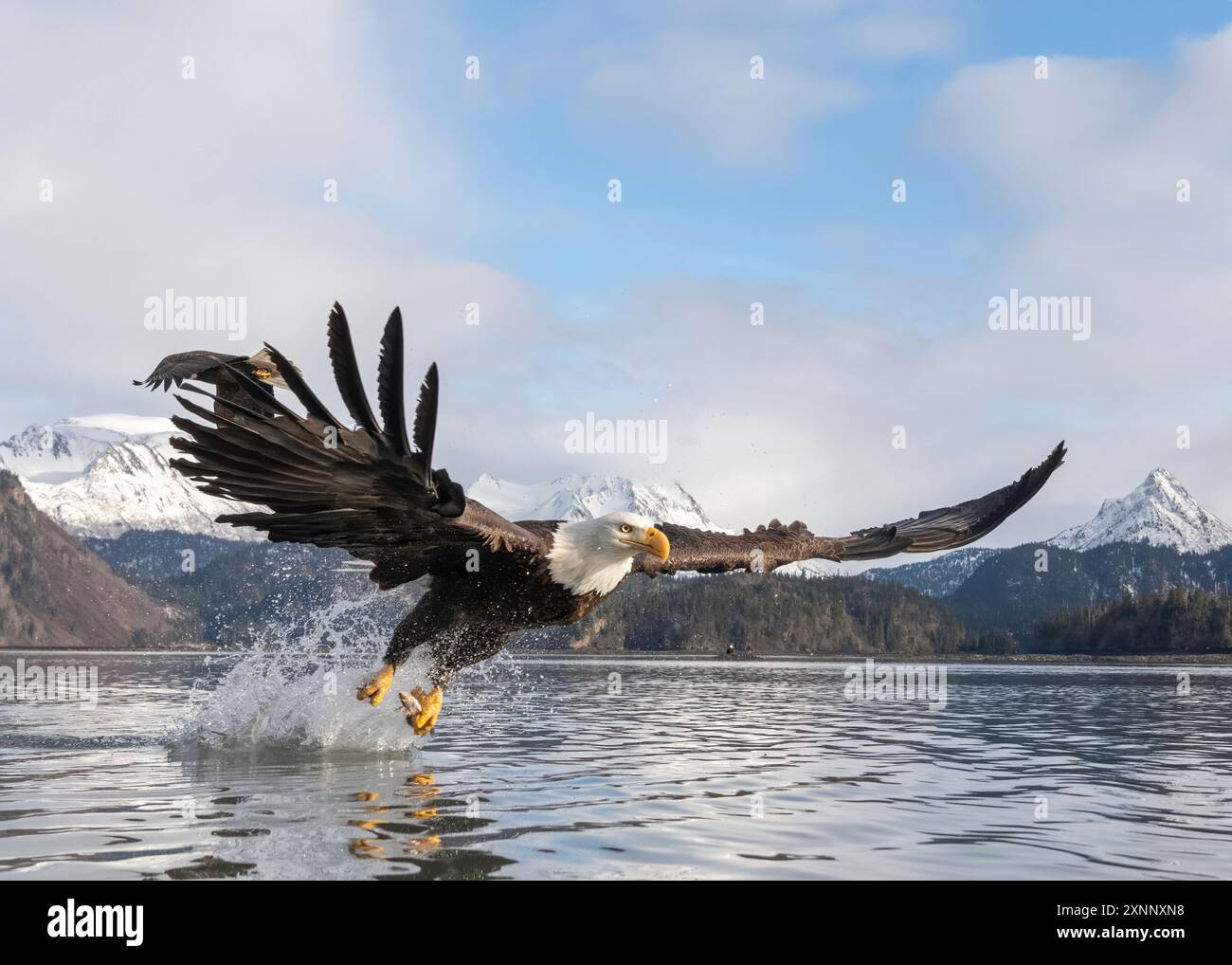 Aigle à tête blanche (Hiliaeetus leucocephalus), Homère Alaska Banque D'Images