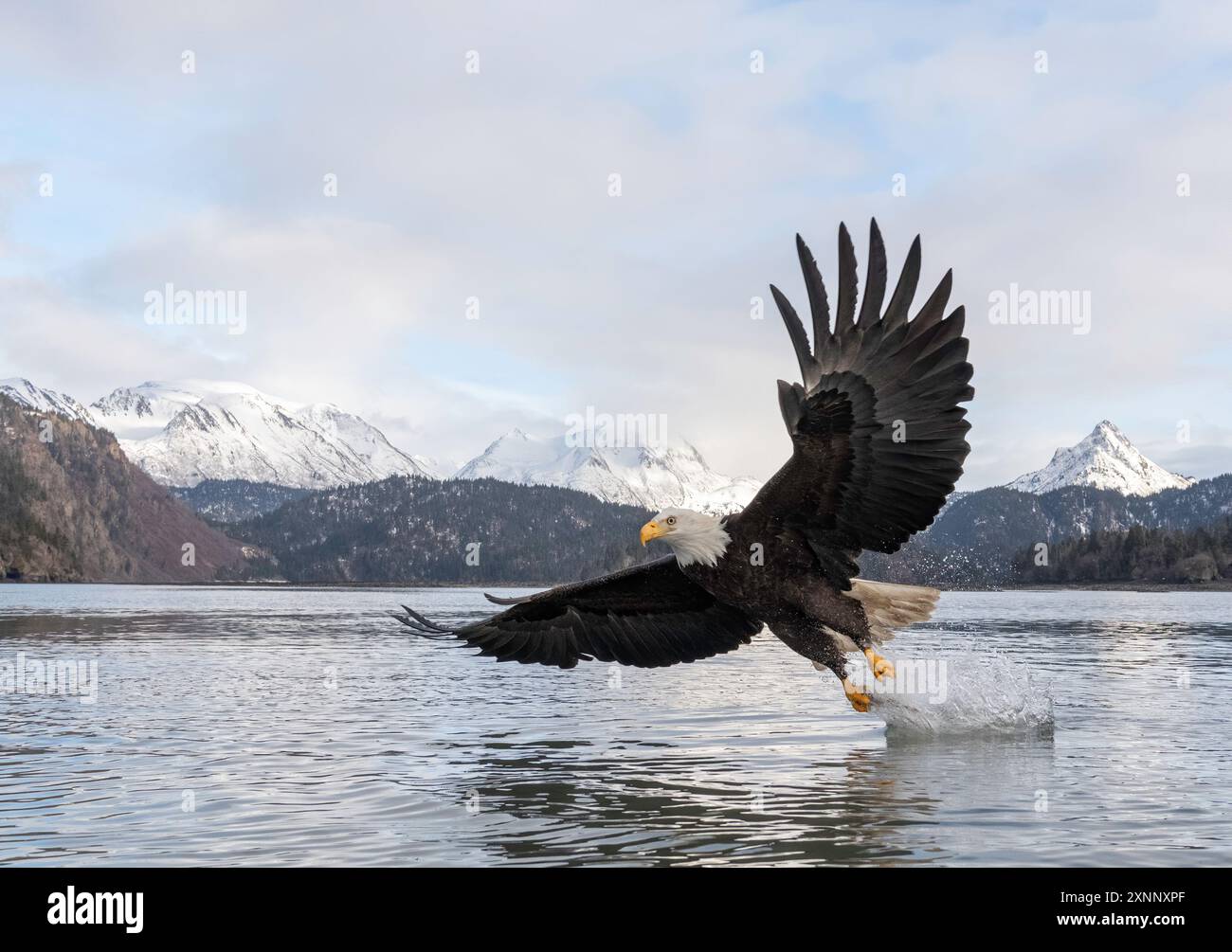 Aigle à tête blanche (Hiliaeetus leucocephalus), Homère Alaska Banque D'Images