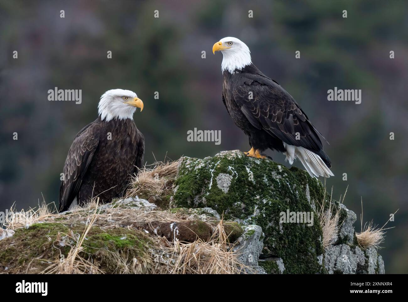 Aigle à tête blanche (Hiliaeetus leucocephalus) perché, Homère Alaska Banque D'Images