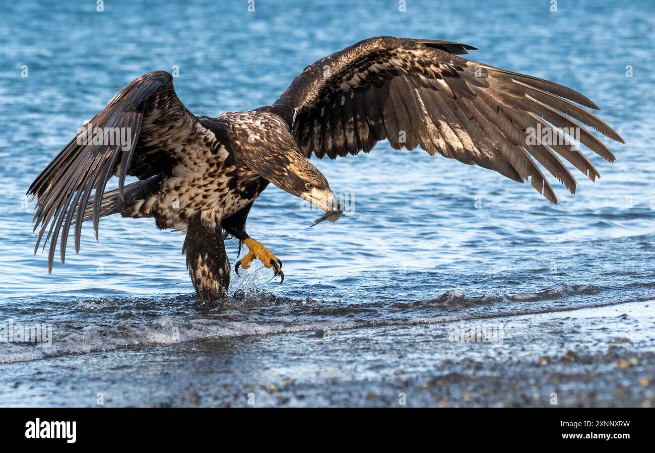 Un aigle à tête blanche juvénile (Haliaeetus leucocephalus) a des ailes considérablement plus larges et plus émoussées que l'oiseau de proie adulte trouvé en Amérique du Nord Banque D'Images