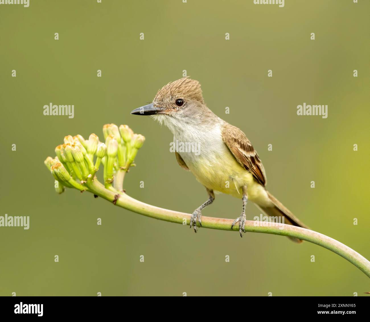 Le mouche à crête brune (Myiarchus tyrannulus) est un passereau de la famille des mouches tyranneux. Banque D'Images