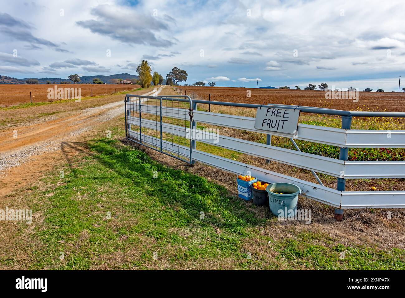 Agrumes gratuits dans des seaux à une ferme à Tamworth, Nouvelle-Galles du Sud, Australie. Ferme et silos à grains en distance. Banque D'Images