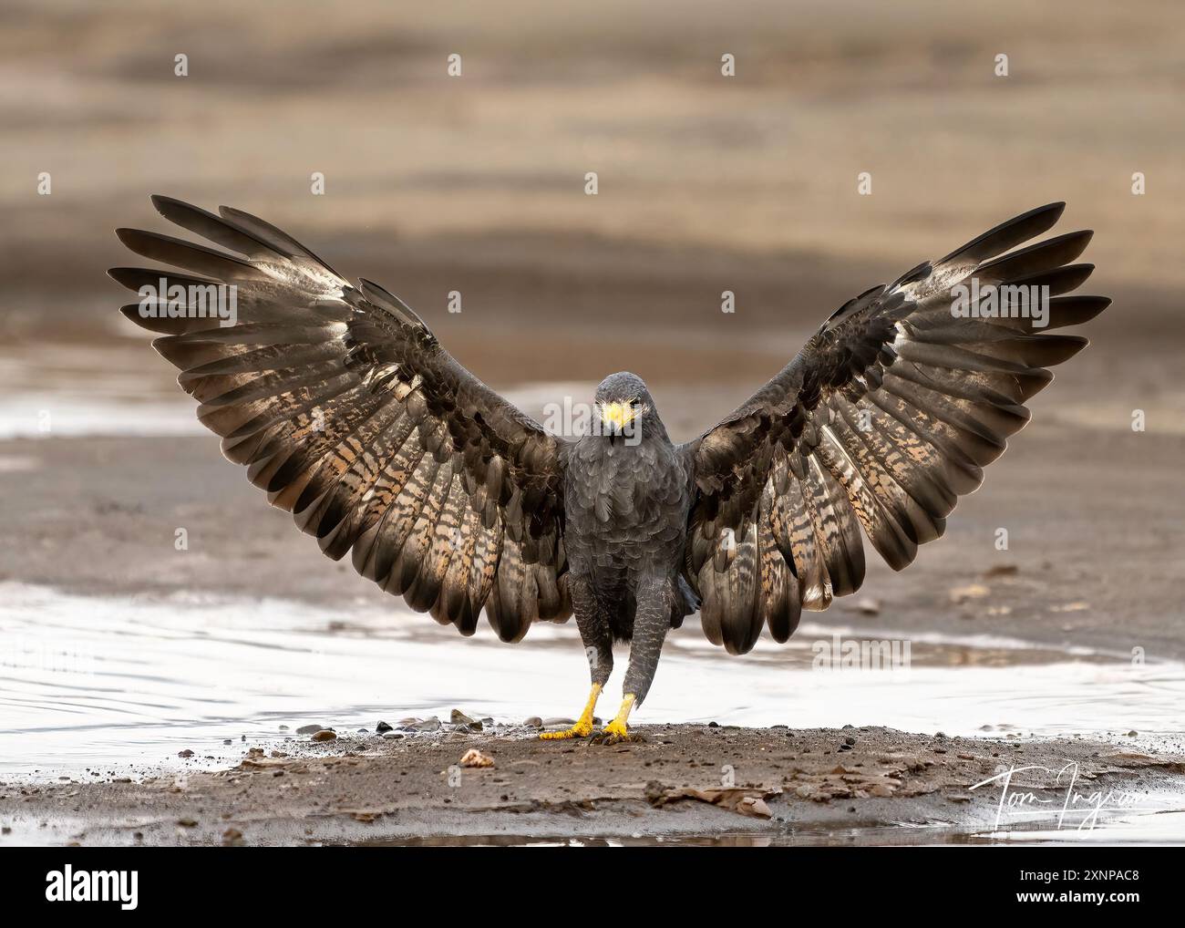 Black Hawk-Eagle ou Tyrant Hawk-Eagle (Spizaetus tyrannous), Costa Rica Banque D'Images