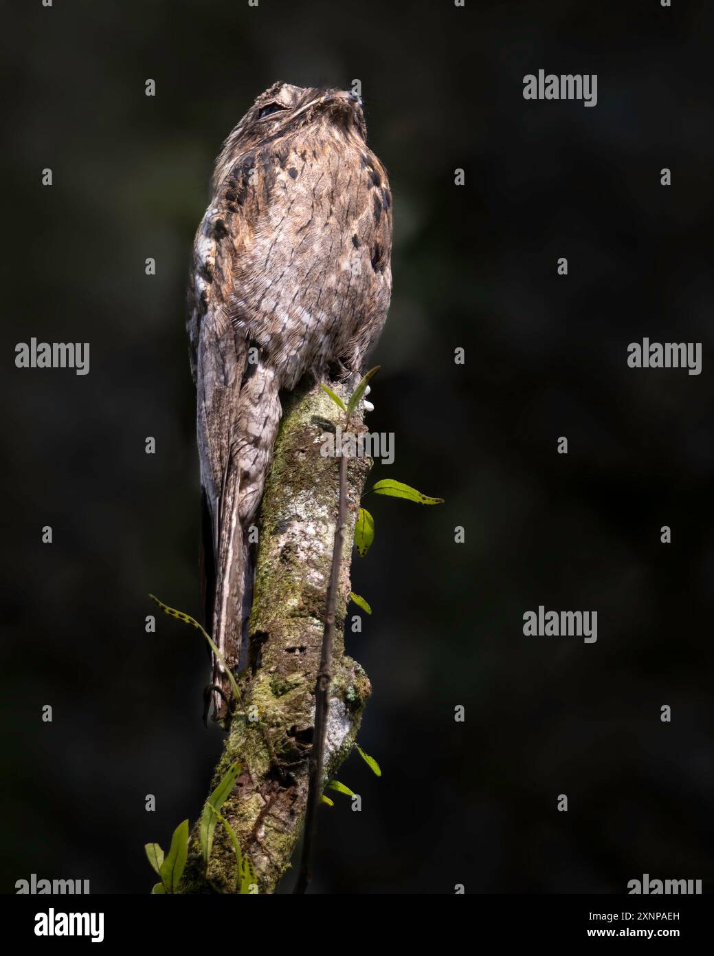 Le potoo commun (Nyctibius griseus) ou urutau est l'une des sept espèces d'oiseaux du genre Nyctibius Banque D'Images