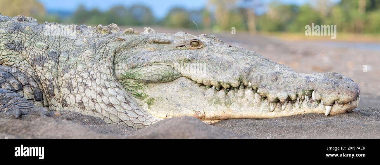 Les crocodiles ou crocodiles vrais (Crocodylidaesont de grands reptiles semi-aquatiques qui vivent à travers les tropiques en Afrique, en Asie, dans les Amériques et en Australie Banque D'Images