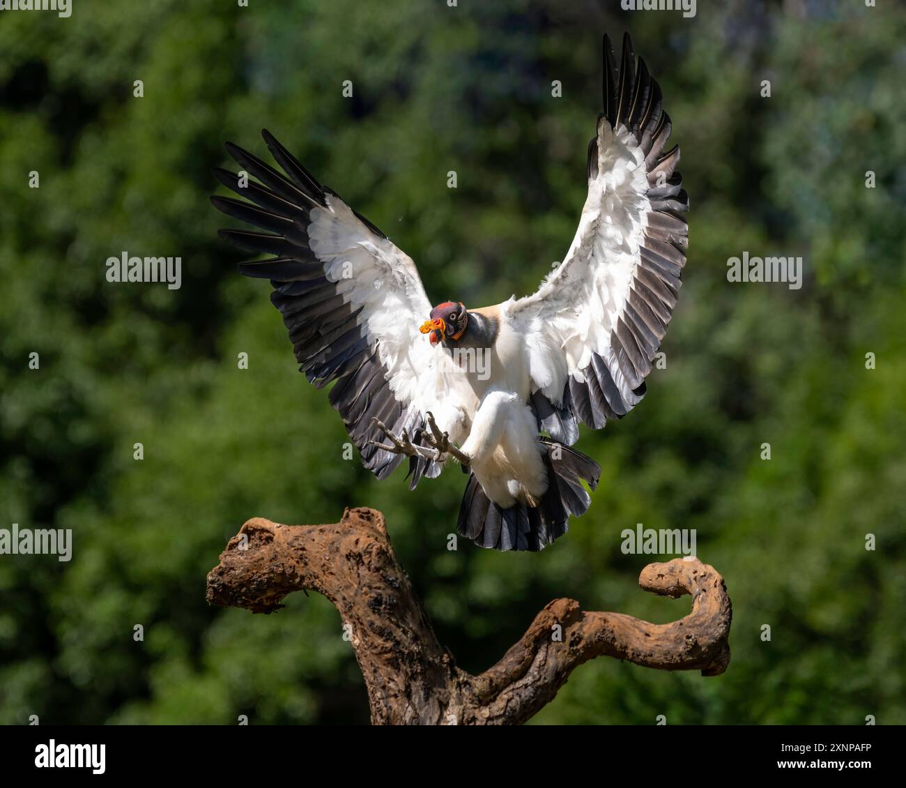 Le roi vautours (Sarcoramphus papa) est un grand oiseau trouvé en Amérique centrale et du Sud. Banque D'Images