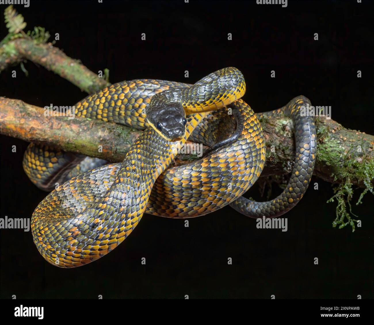 Les serpents oiseaux néotropicaux ou serpents mangeurs d'oiseaux (Phrynonax poecilonotus) sont des serpents non venimeux qui sont actifs pendant la journée Banque D'Images