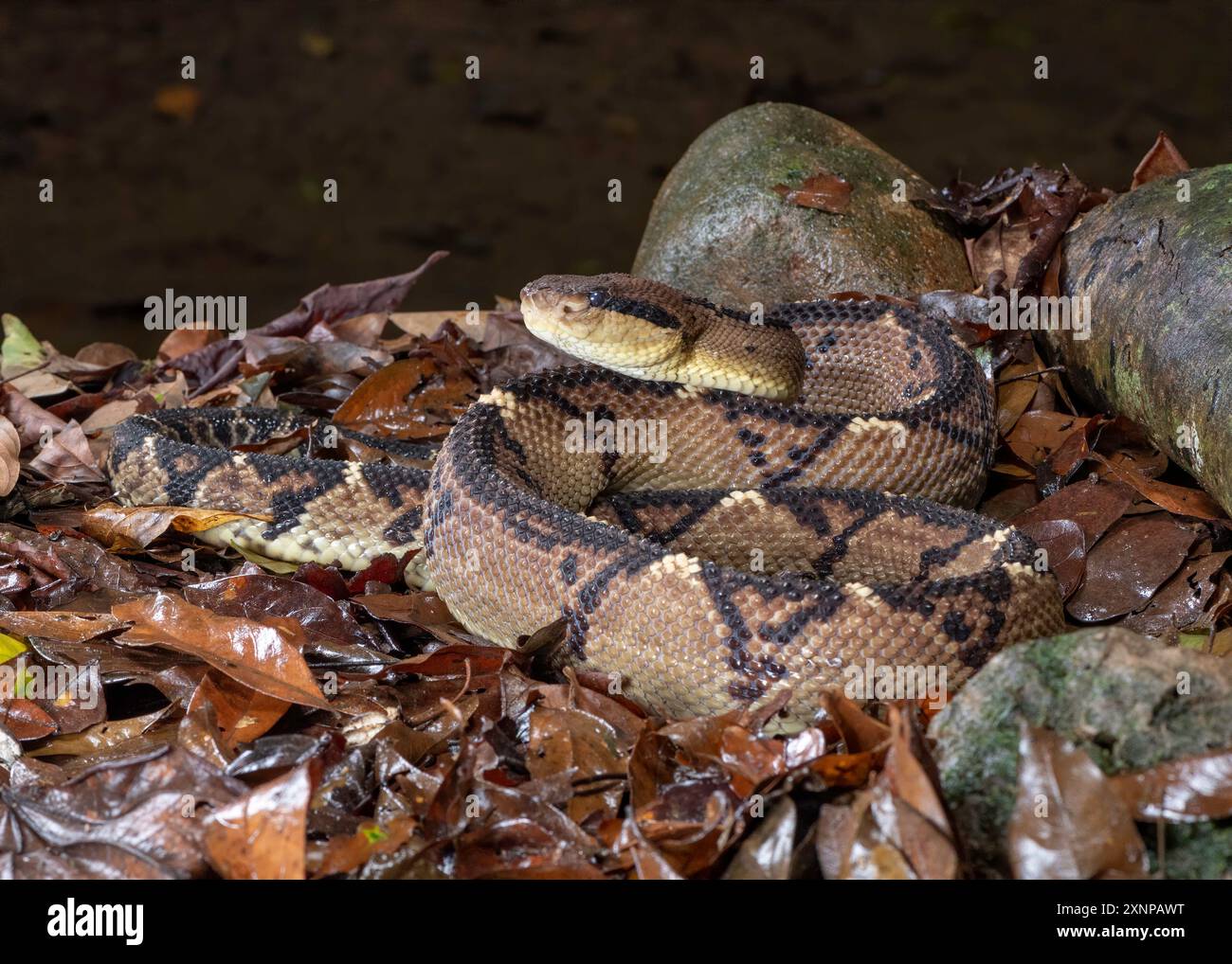 Bushmaster (Lachesis), vipère de fosse venimeuse, le plus long serpent venimeux du Nouveau monde, broussailles et forêts, bassin du fleuve Amazone au nord du Costa Rica Banque D'Images