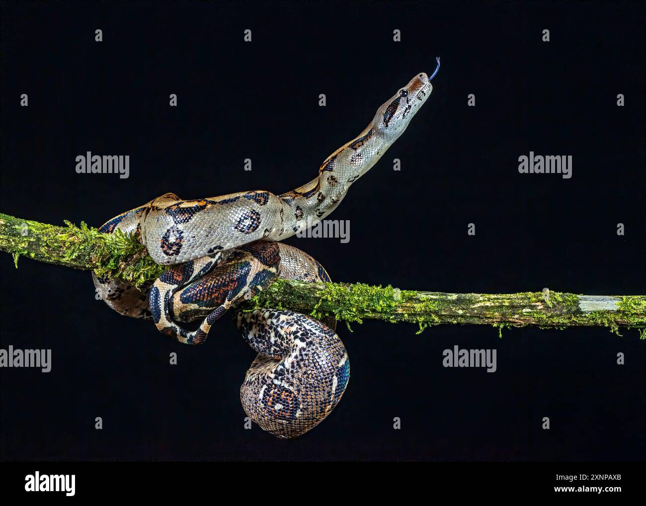 Le Costa Rica Boa Constrictors couvre une étendue du nord au sud, commençant au Mexique et allant en Amérique du Sud. Banque D'Images