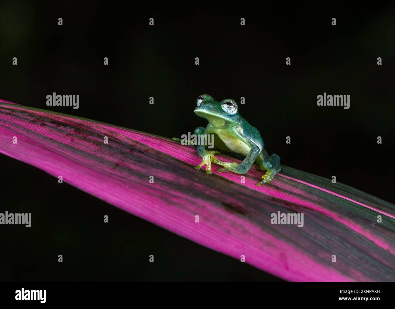 Grenouille de verre émeraude (Espadarana prosoblepon), trouvée en Équateur, Colombie, Panama, Costa Rica, Nicaragua et Honduras Banque D'Images