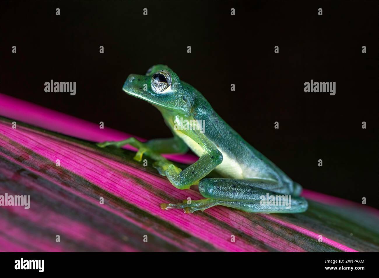 Grenouille de verre émeraude (Espadarana prosoblepon), cette espèce peut être trouvée en Équateur, Colombie, Panama, Costa Rica, Nicaragua, et Honduras Banque D'Images