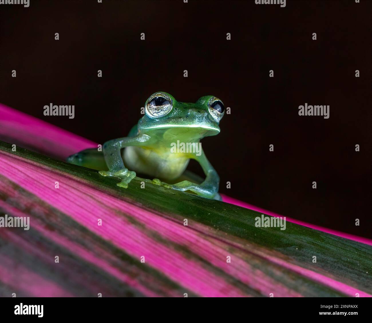 Grenouille de verre émeraude (Espadarana prosoblepon), cette espèce peut être trouvée en Équateur, Colombie, Panama, Costa Rica, Nicaragua, et Honduras Banque D'Images