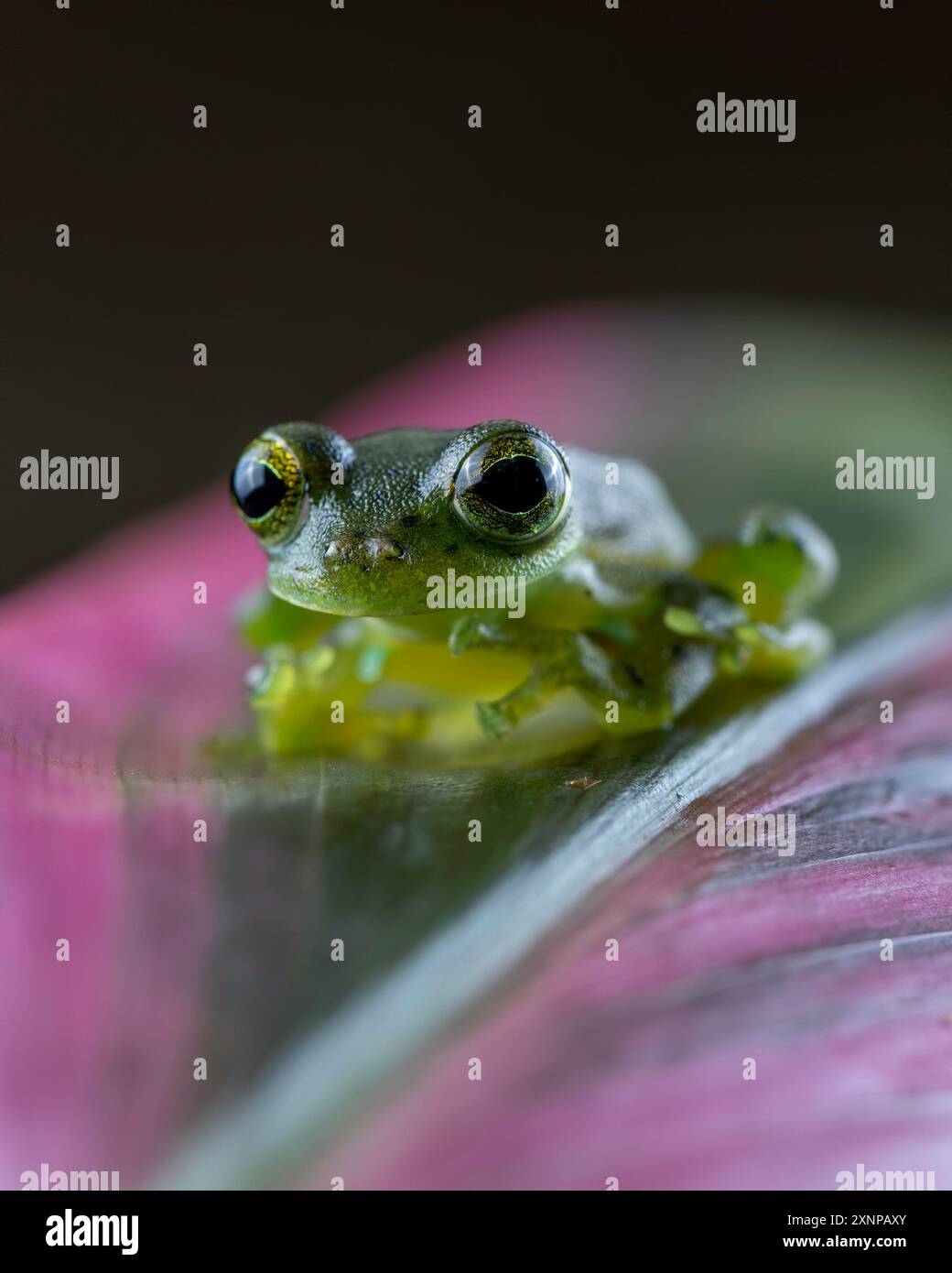 Grenouille de verre émeraude (Espadarana prosoblepon), cette espèce peut être trouvée en Équateur, Colombie, Panama, Costa Rica, Nicaragua, et Honduras Banque D'Images