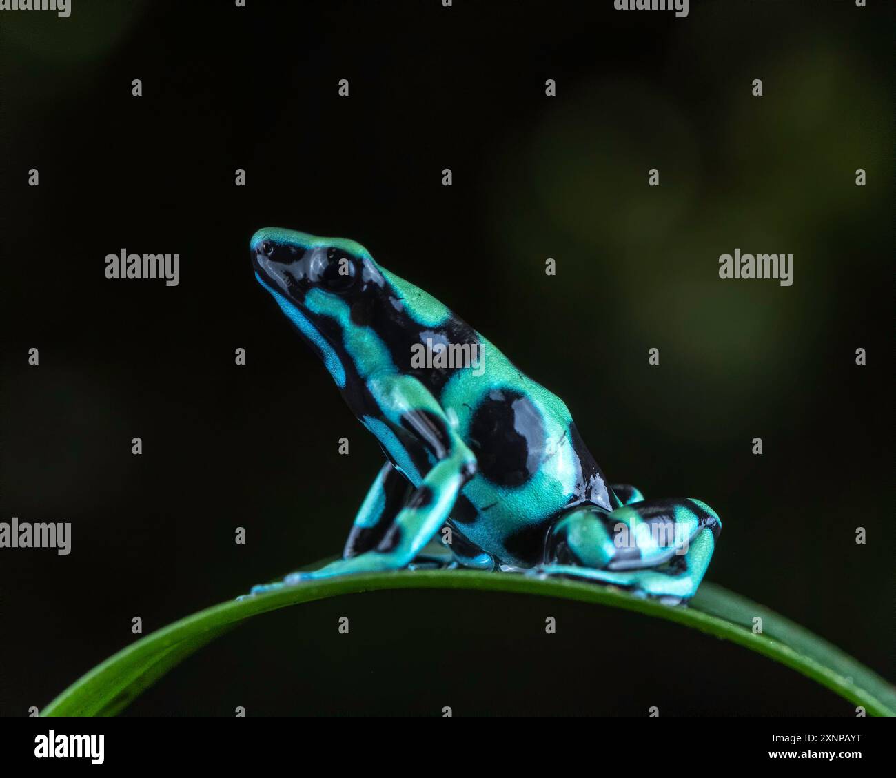La grenouille poison verte et noire (Dendrobates auratus), également connue sous le nom de grenouille poison verte et noire et grenouille poison verte, Costa Rica Banque D'Images