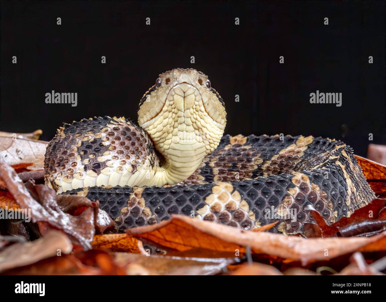 La vipère de fosse sautante (Atropoides nummifer) est un autre serpent venimeux redoutable qui se trouve naturellement au Costa Rica Banque D'Images