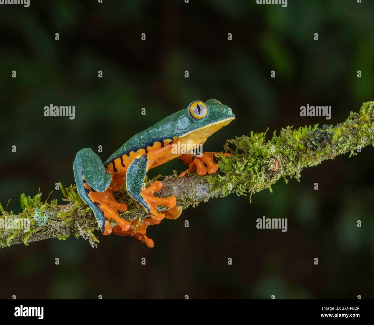 Splendide grenouille à feuilles ou splendide grenouille arborée (Cruziohyla calcarifer), est une espèce de grenouille arboricole de la sous-famille Phyllomedusinae, au Costa Rica Banque D'Images