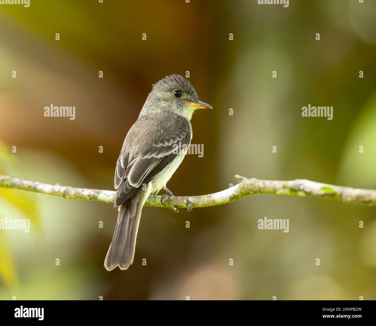 pewee tropical du sud (Contopus cinereus), Costa Rica Banque D'Images