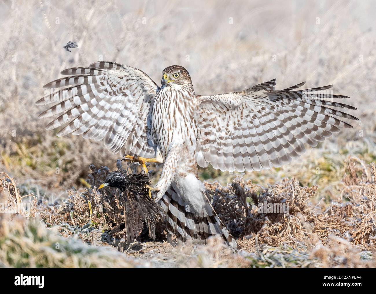 Coopers Hawk (Accipiter cooperii) chasse en vol, Utah, Amérique du Nord Banque D'Images